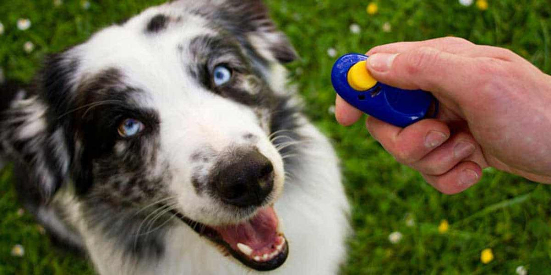Clicker Training: Your Pup's Path to Paws-itivity!